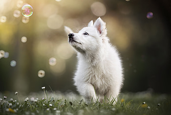 Cute white fluffy puppy, playing, animal HD wallpaper