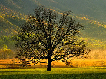 Tree in Fields, cool HD wallpaper