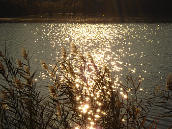 sunshine, rays, reed, nature, in the morning, water, sun HD wallpaper