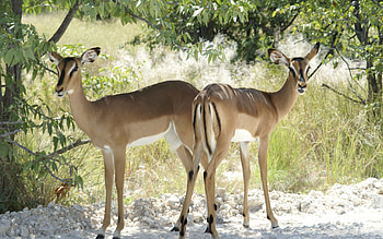 Animals, Trees, Deers, Couple, Pair, Stroll, Sunlight HD wallpaper