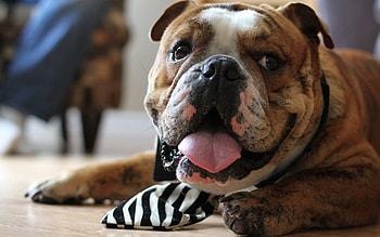Animals, Muzzle, Language, Tongue, Bulldog, Tie HD wallpaper