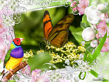 BEAUTIFUL BUTTERFLY, BEAUTIFUL, BUTTERFLY, FRAMED HD wallpaper
