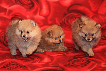 Animals, Dogs, Playful, Three, Puppies HD wallpaper