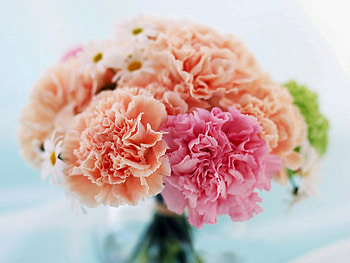 Carnation, , Background , Nature HD wallpaper