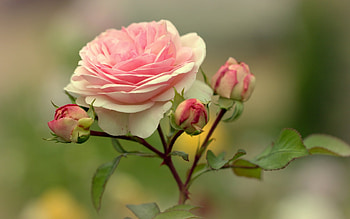 Pink Roses, Flowers, Roses, Buds, Pink HD wallpaper