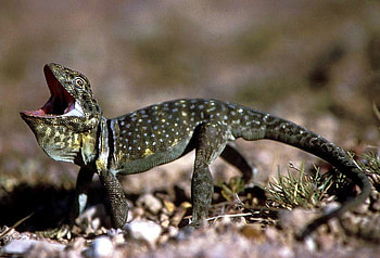 Singer Lizard, cool, singer, lizard HD wallpaper