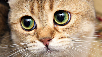 Animals, Cats HD wallpaper