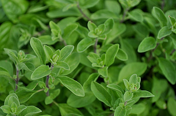 Marjoram compact, Uncle John's garden, Marjoram HD wallpaper