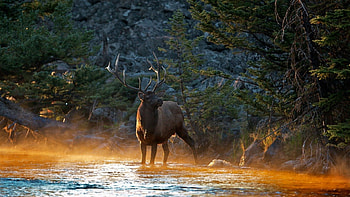 Deer river mountains, rau, mandru, toama, cerb HD wallpaper