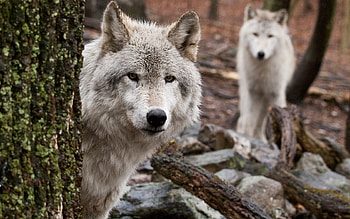 Animals, Wood, Tree, Predator, Hide, Wolf, Hunt, Hunting, Peek Out, Look Out HD wallpaper