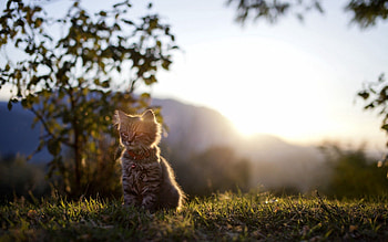 Animals, Grass, Shine, Light, Forest, Kitty, Kitten HD wallpaper