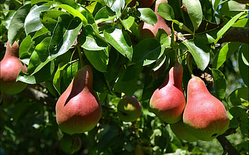 Pears in the tree, , graphy, Natural HD wallpaper