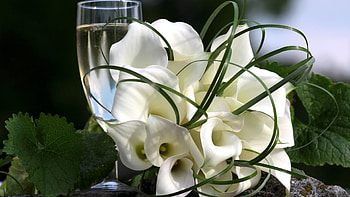 Plants, Flowers HD wallpaper