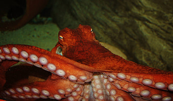 Giant Pacific Octopus, animal, octopus, pacific, giant HD wallpaper