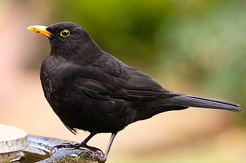 Common Blackbird, HQ , High-quality , resolution HD wallpaper