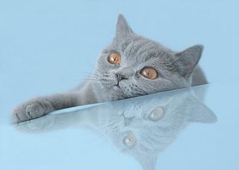 blue kitten, blue, kitten, cat, pet HD wallpaper