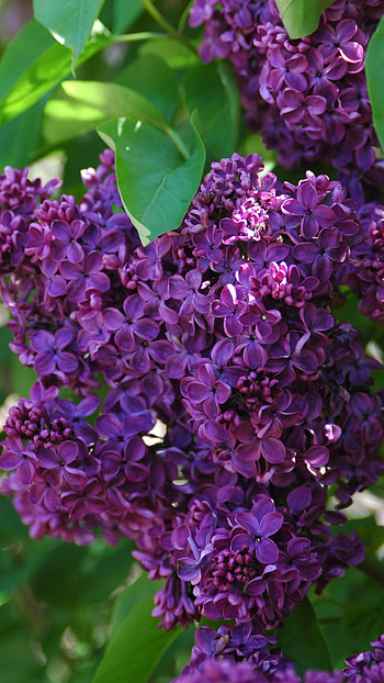 Lilac, Purple Lilac, Lilac Flower HD phone wallpaper