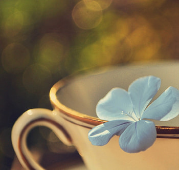 Cup of tea, beautiful, tea, cup, flower HD wallpaper