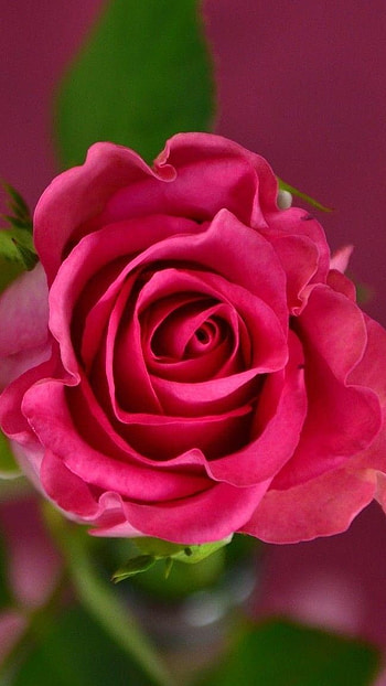 Beautiful Rose, Pink, Background HD phone wallpaper
