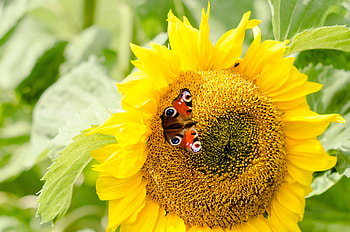 Flower, Macro, Petals, Butterfly, Sunflower HD wallpaper