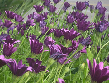 Purple flowers, purple, flowers HD wallpaper