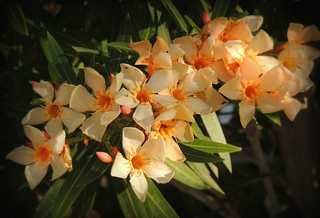 Flowers, Leaves, Flower, Sharpness, Oleander HD wallpaper