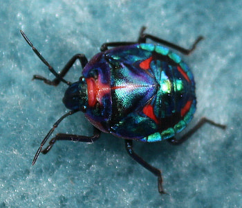Pretty Little Beetle, graphy, beetle, pretty, macro, tiny HD wallpaper