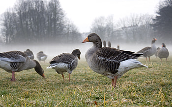 Majestic goose, High-definition , Exquisite , Striking HD wallpaper