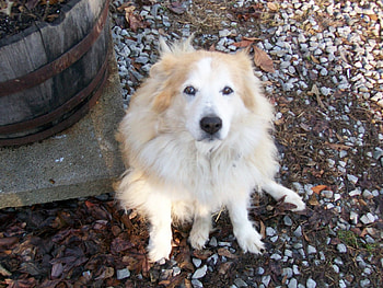 my dog, r.i.p, good dog, hotrod, jennifer, rip HD wallpaper