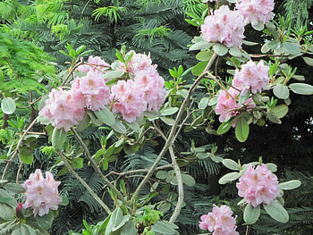 Pyramids Blooms Flowers 15, graphy, green, trees, Flowers, Pink HD wallpaper
