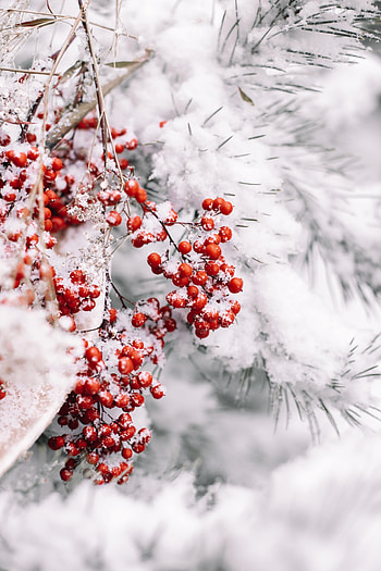 Snow, Berries, Plant, Macro, Branch HD phone wallpaper