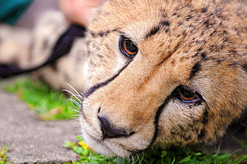 Animals, Cheetah, Muzzle, Sight, Opinion HD wallpaper