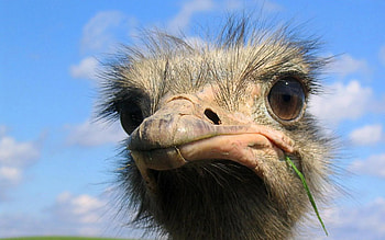 Top ostrich backgrounds, Stunning , High-resolution , aesthetics HD wallpaper