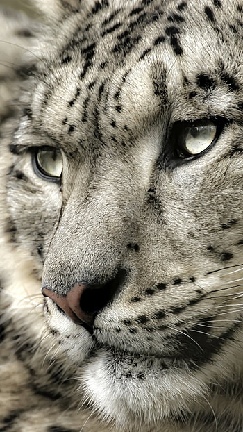 Animal, snow leopard HD phone wallpaper
