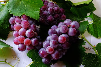 Close-up of fresh purple grapes with water droplets on green grape leaves, showcasing their delicious and juicy appeal. HD wallpaper