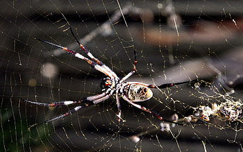 Web, Macro, Insect, Spider HD wallpaper