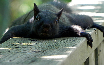 Black flying squirrel, Squirrels HD wallpaper