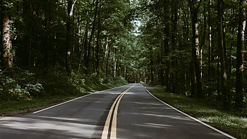 Road Between Green Leaves Trees Bushes Forest Nature HD wallpaper