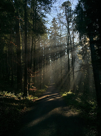 Nature, Trees, Rays, Beams, Forest, Path, Trail HD phone wallpaper