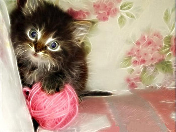 Soft N Fuzzy Fractal Kitten, kitten, soft, fractal, fuzzy HD wallpaper
