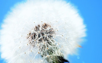 Flower, Macro, Blue Background, Dandelion, Fluff, Fuzz HD wallpaper