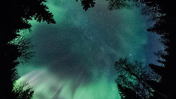 Worm's Eye View Of Trees Forest Aurora Borealis Starry Sky During Nighttime Nature HD wallpaper