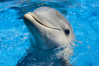 Dolphin Cute, dophin, animals, cute HD wallpaper