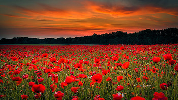 Beautiful Red Common Poppy Flowers Field Green Trees During Sunset Nature HD wallpaper