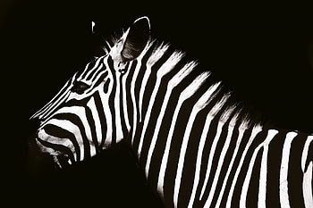 Unicorn and zebra comparison, Startups embracing diversity, Zebras as unique entities, Business analogy HD wallpaper
