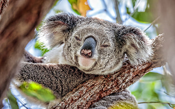 Funny koala , Cute animal moment, Wildlife beauty, enhancement HD wallpaper