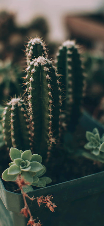delight, Cactus wonder, screen magic, art HD phone wallpaper