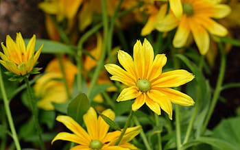 Flowers, Leaves, Macro, Greens, Rudbekia, Rudbeckia, Dew Drops HD wallpaper