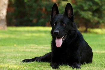 Animals, Grass, Sit, Dog, German Shepherd, Exclusive, Black Shepherd, Black Sheepdog HD wallpaper