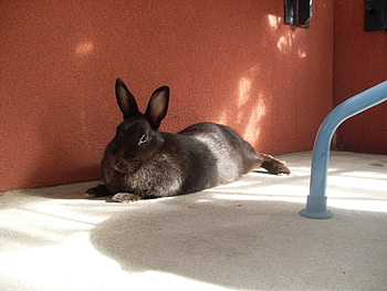Animals, Rabbits HD wallpaper